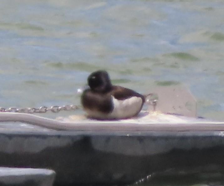 Ring-necked Duck - carolyn spidle