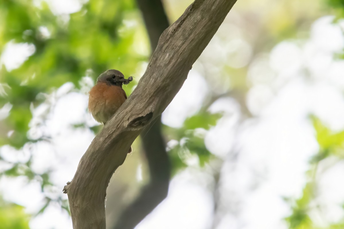 Common Redstart - David Campbell