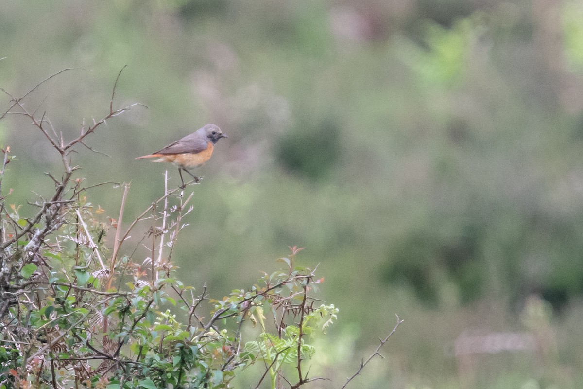 Common Redstart - David Campbell