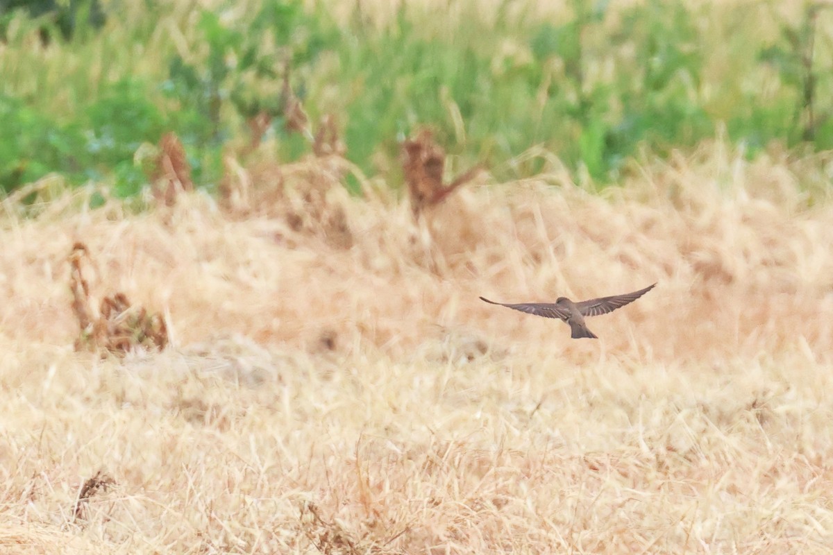 Northern Rough-winged Swallow - Tom Fangrow