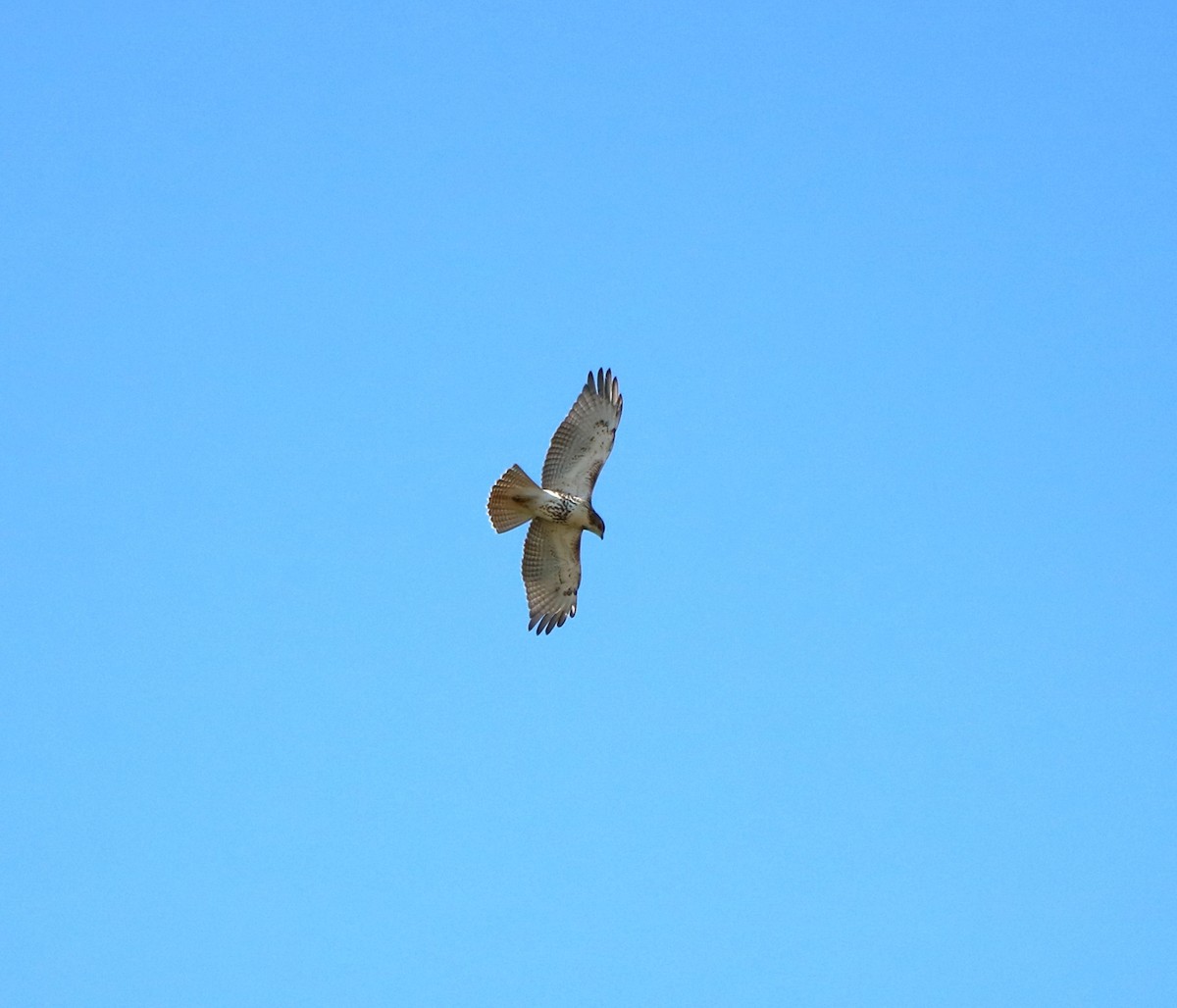 Red-tailed Hawk - ML619536721