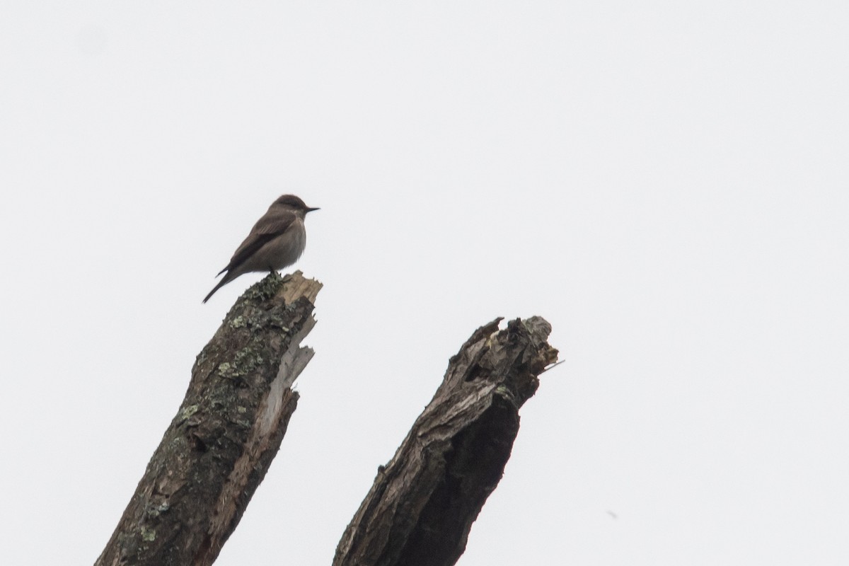 Spotted Flycatcher - David Campbell