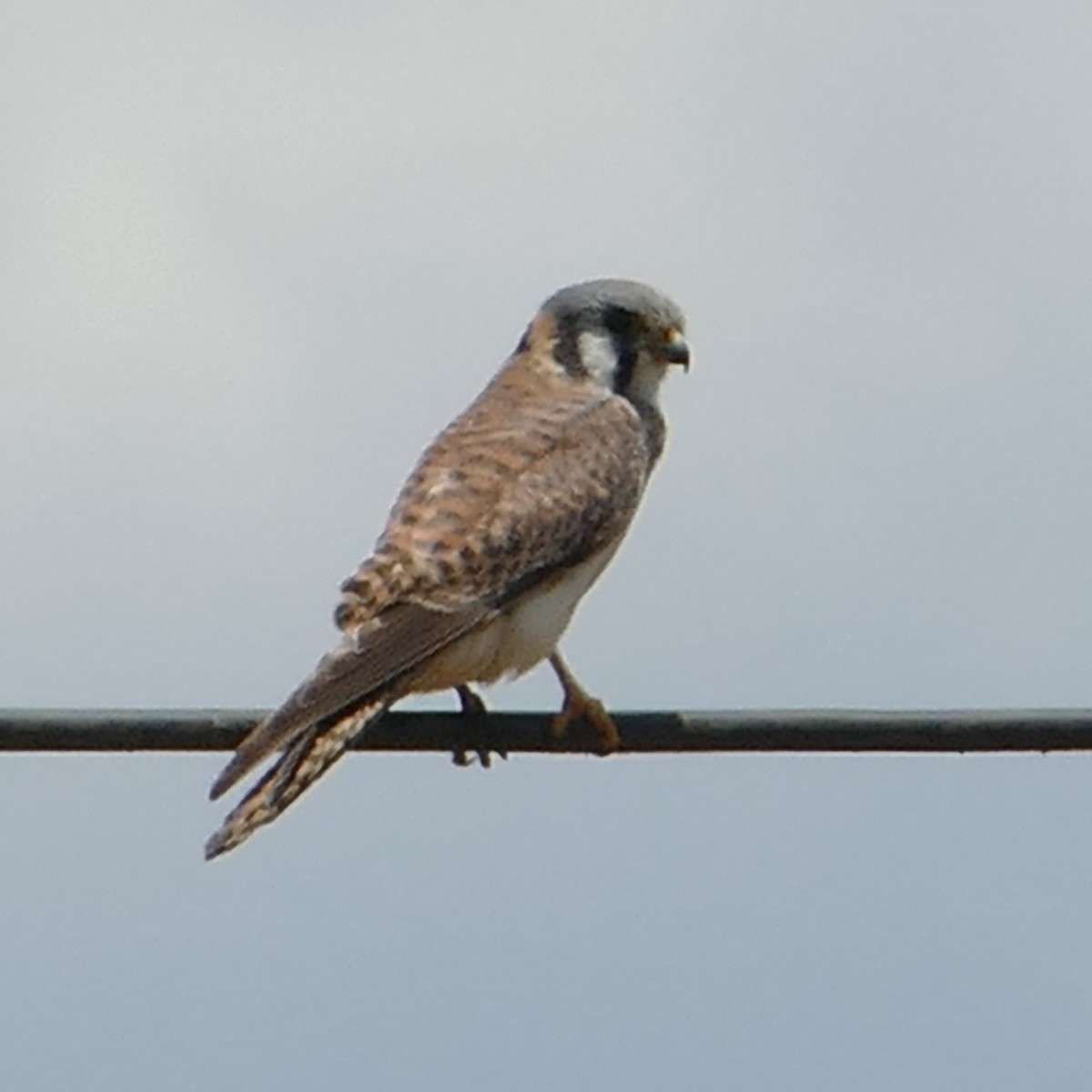 American Kestrel - ML619536723