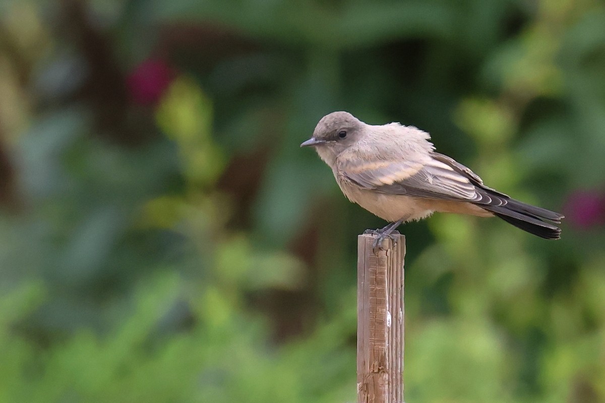 Say's Phoebe - Tom Fangrow