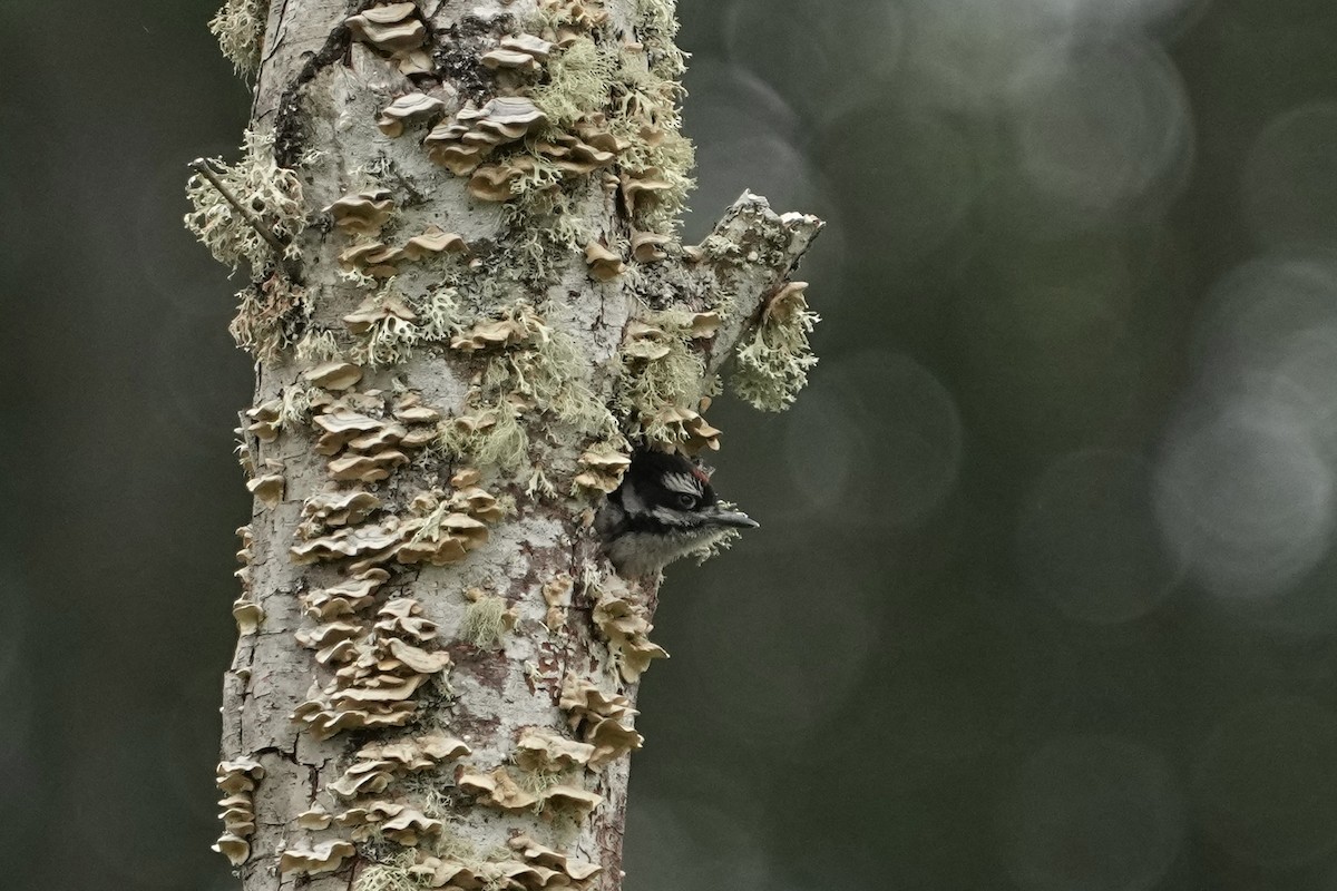 Hairy Woodpecker - Christopher Carlson