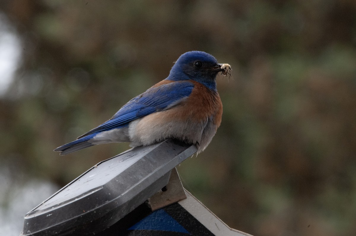 Western Bluebird - Ben Martin Mortimer