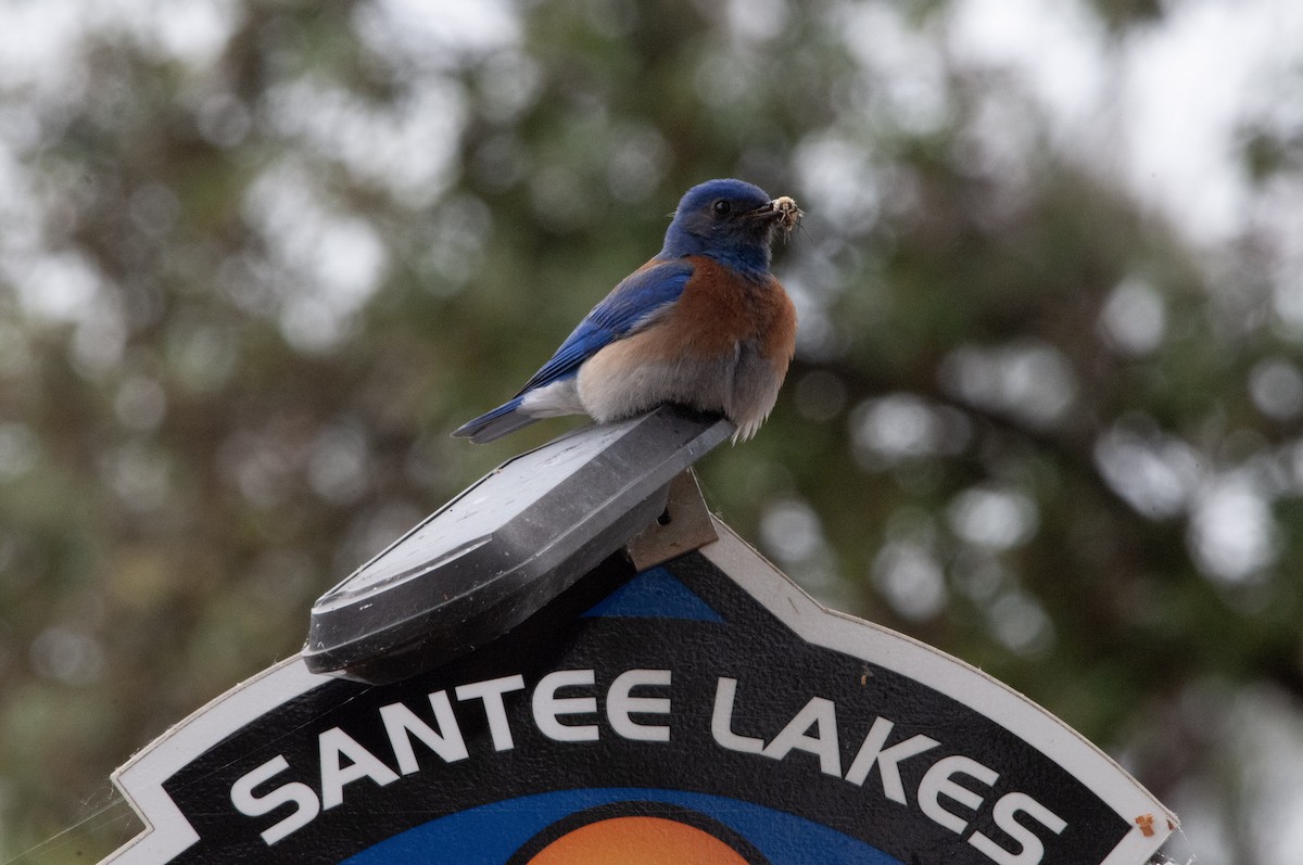 Western Bluebird - Ben Martin Mortimer