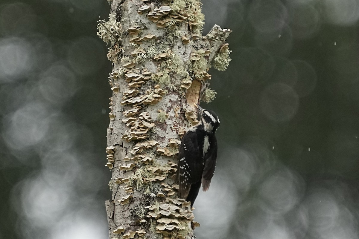 Hairy Woodpecker - Christopher Carlson