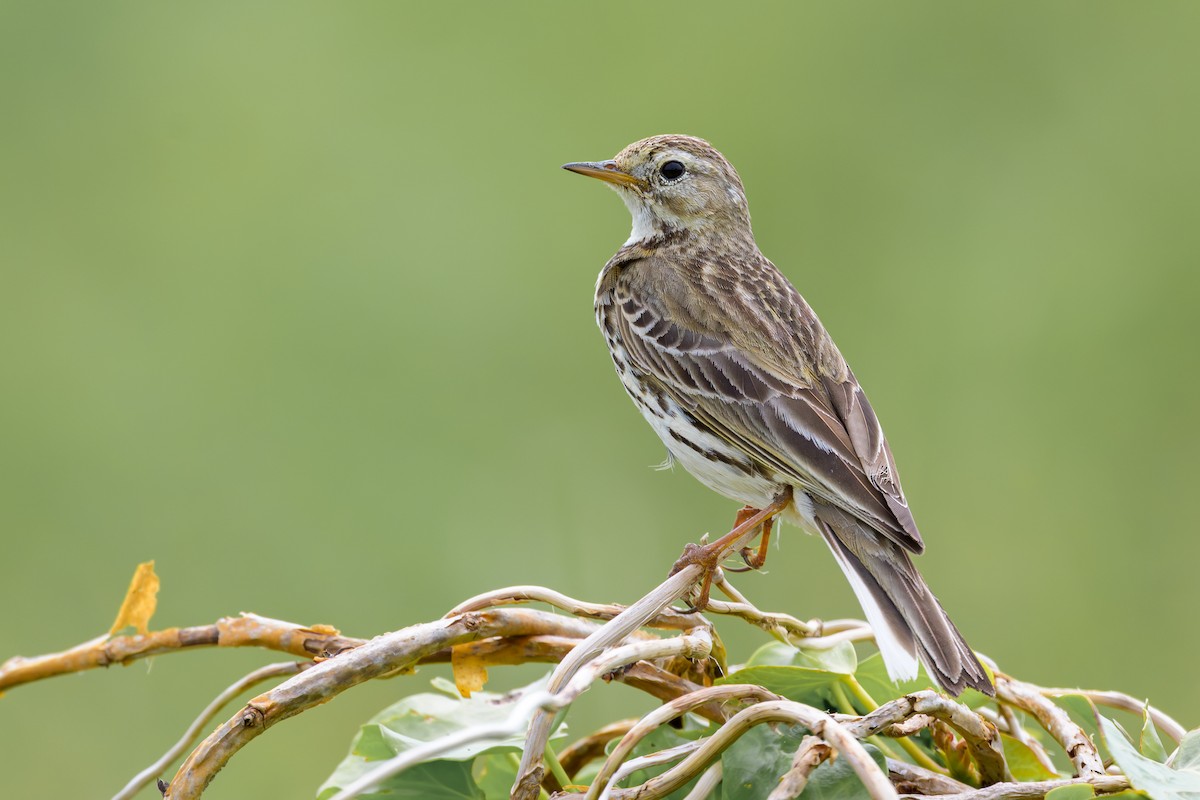 Meadow Pipit - Sylvain Reyt