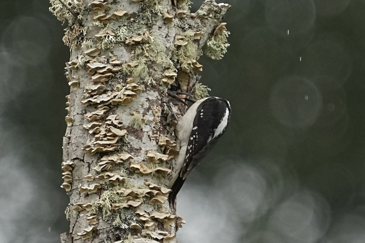 Hairy Woodpecker - Christopher Carlson