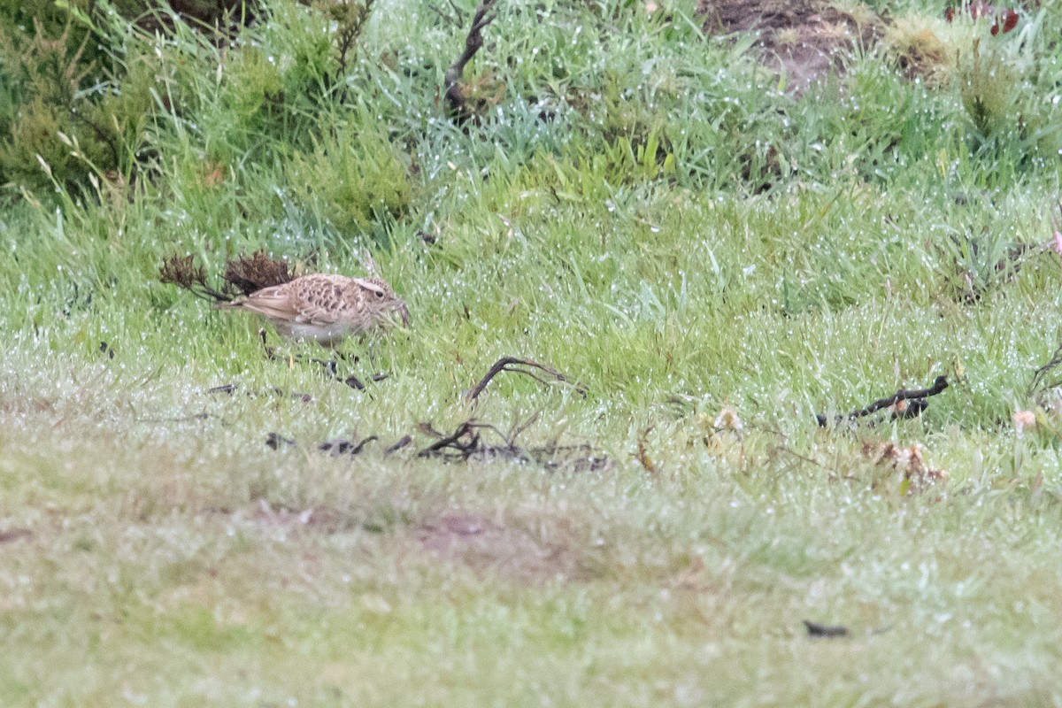 Wood Lark - David Campbell