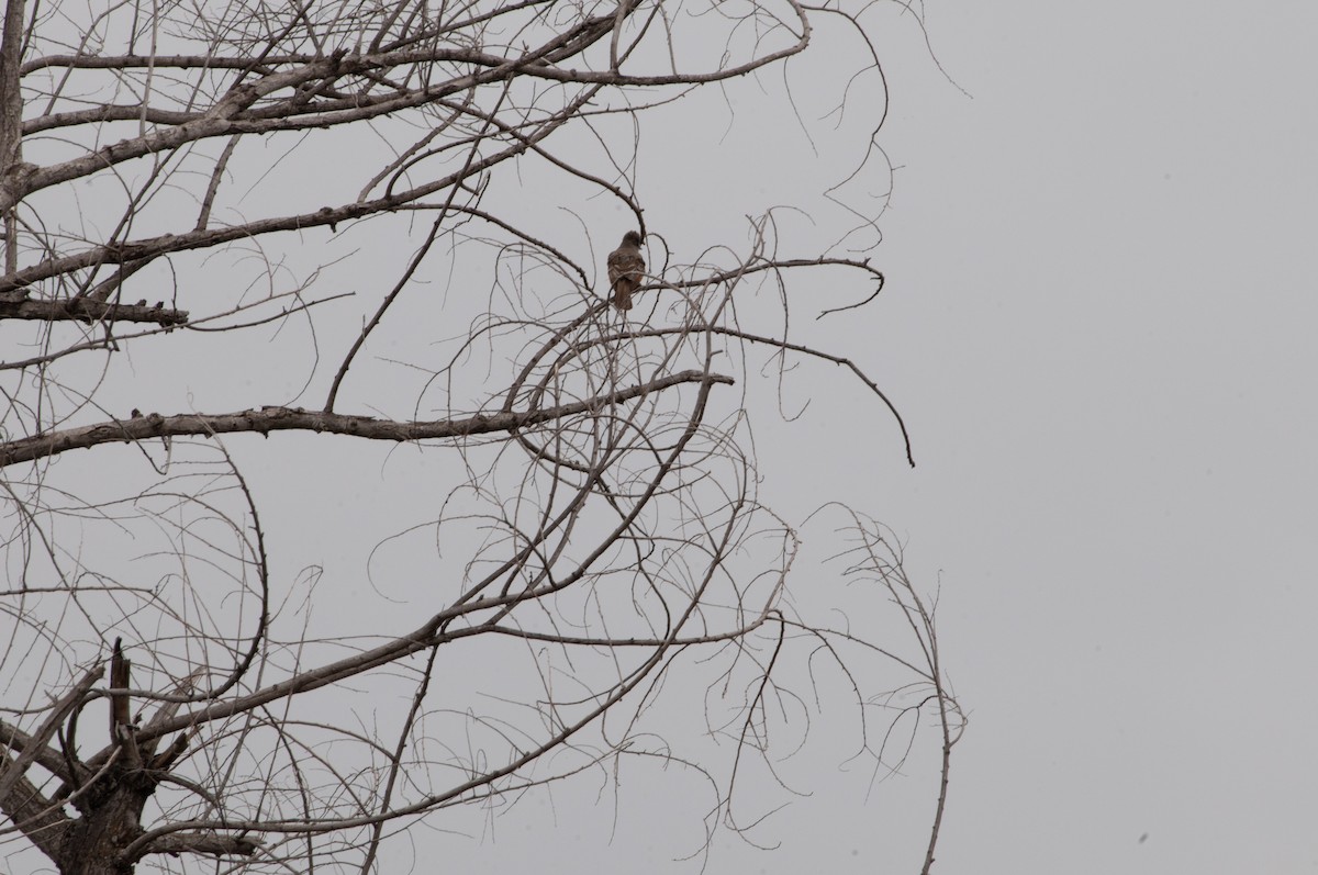 Ash-throated Flycatcher - Ben Martin Mortimer