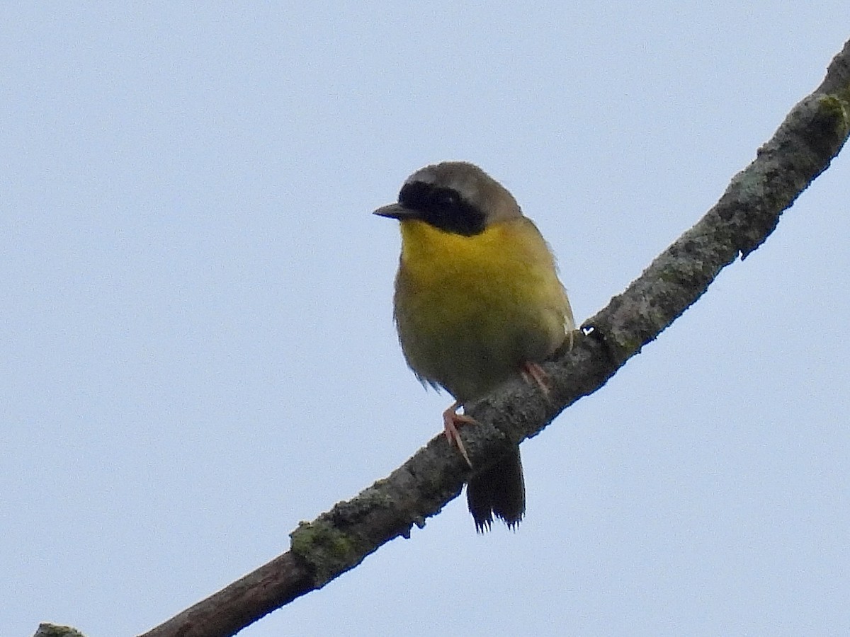 Common Yellowthroat - Susan Cole