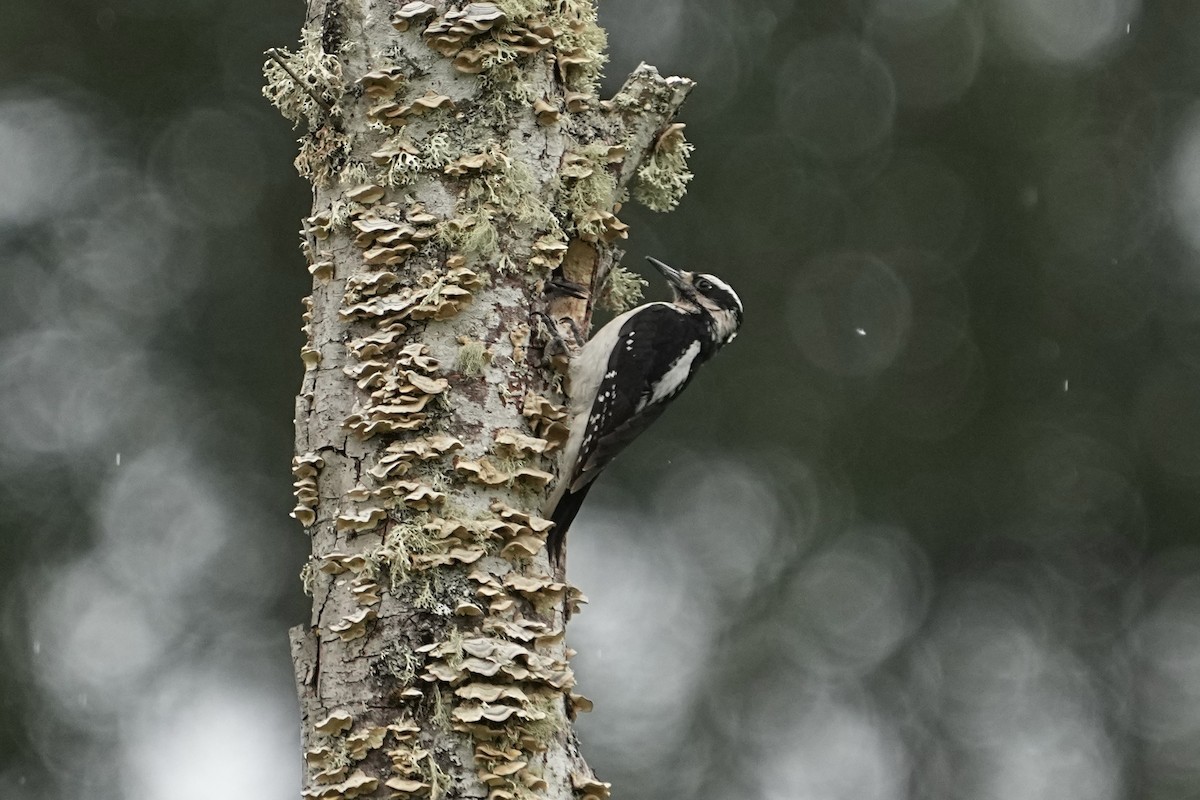 Hairy Woodpecker - Christopher Carlson