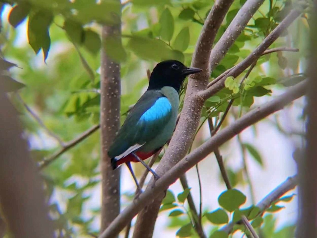 Western Hooded Pitta - Crisostomo Tan