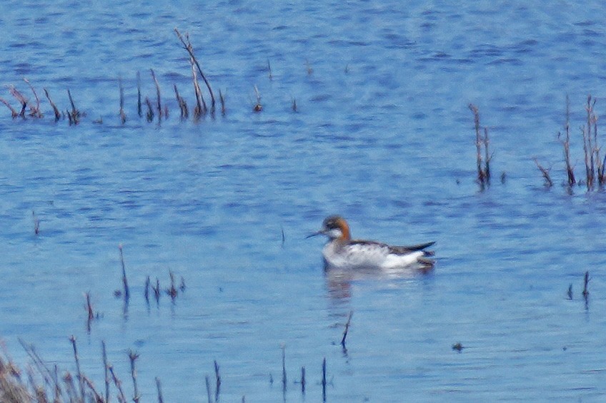 Red-necked Phalarope - Susan Iannucci