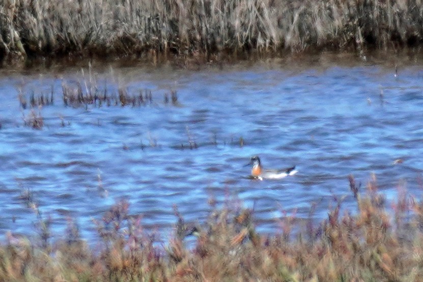 Red-necked Phalarope - Susan Iannucci