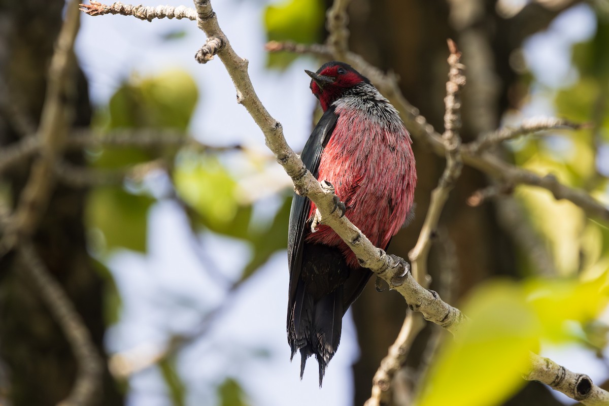 Lewis's Woodpecker - Andrew Hart