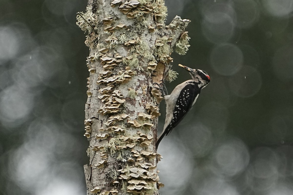 Hairy Woodpecker - Christopher Carlson