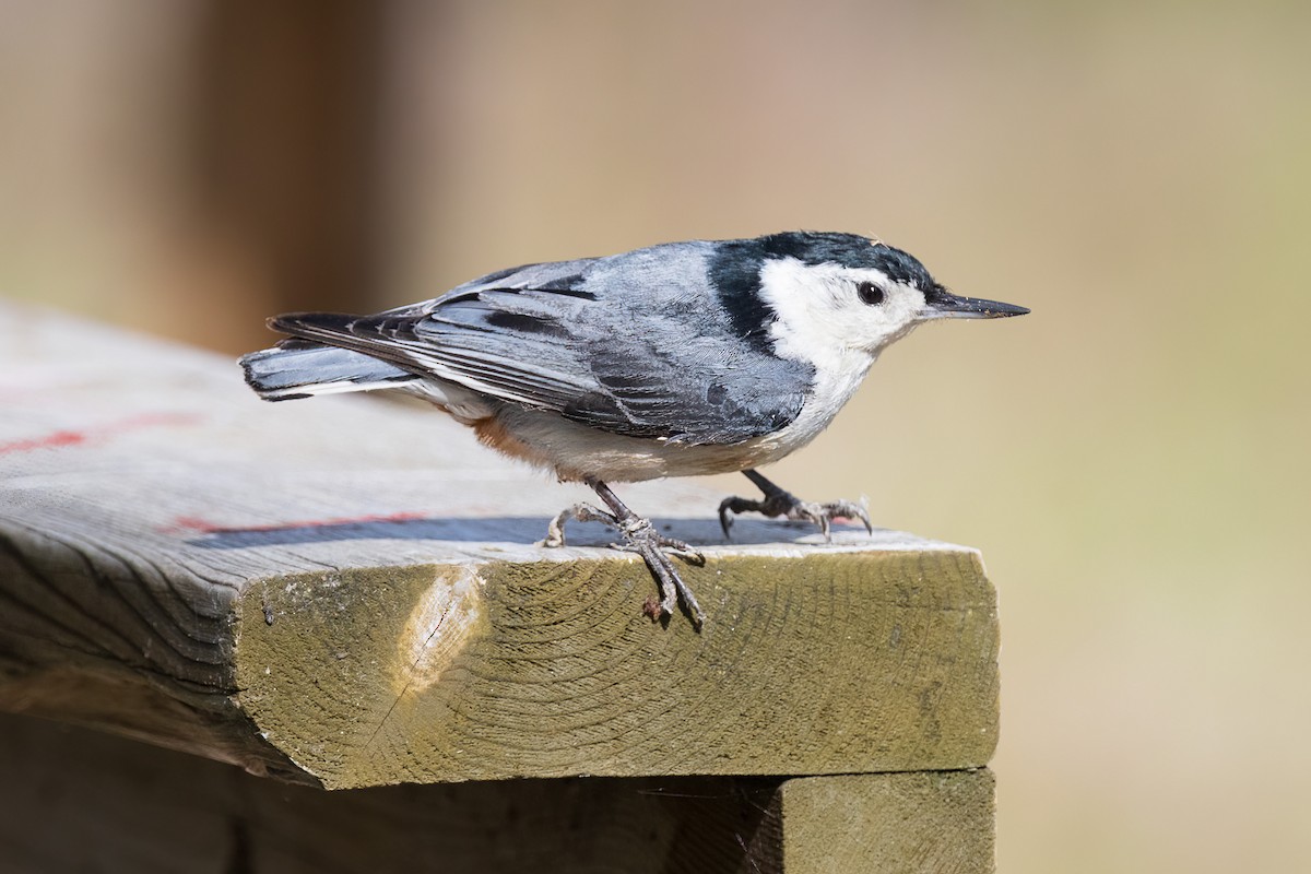 White-breasted Nuthatch - Andrew Hart