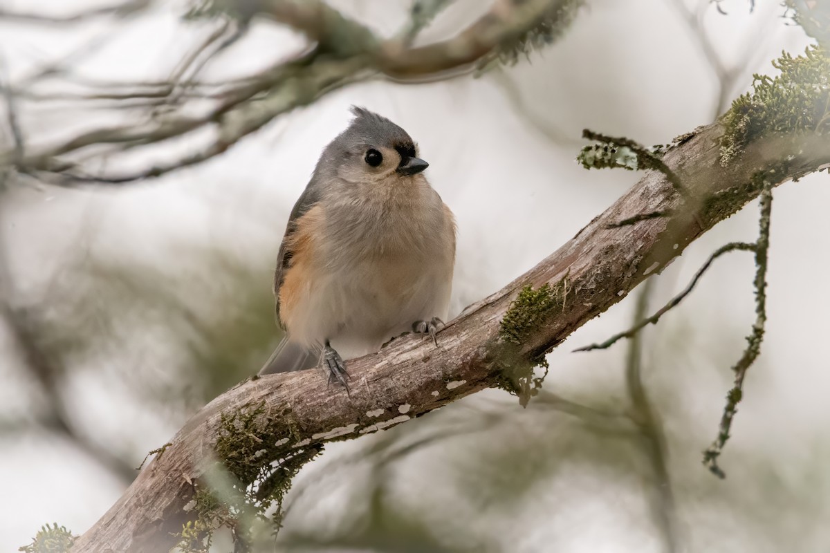 Tufted Titmouse - Rob Cochran