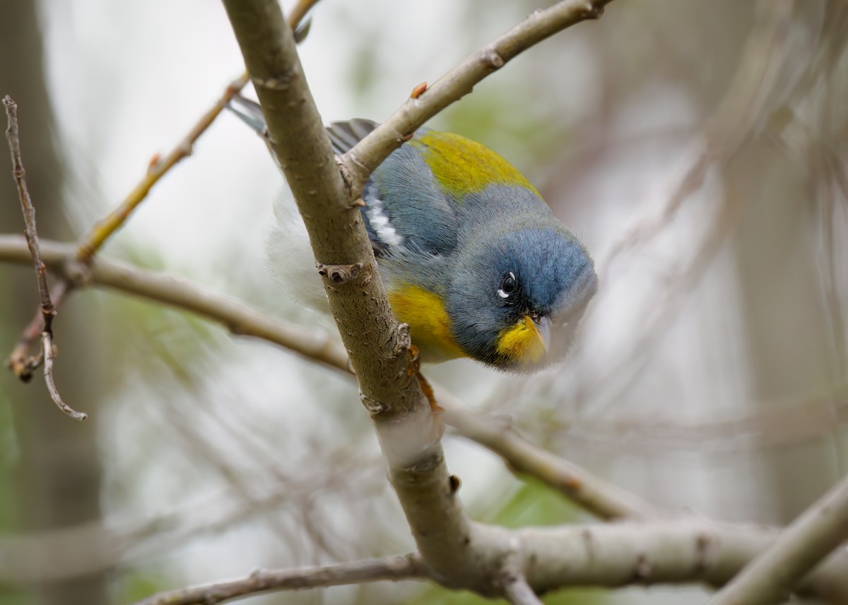 Northern Parula - Edward Jay Rehm