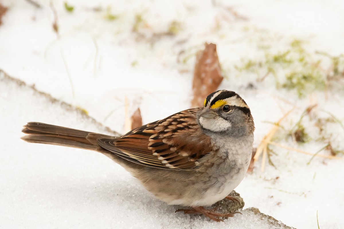 White-throated Sparrow - Rob Cochran