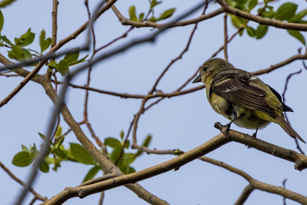 Western Tanager - Andrew Hart