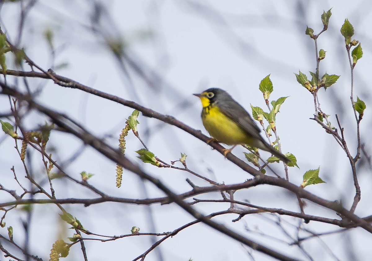 Canada Warbler - Susan Fagan