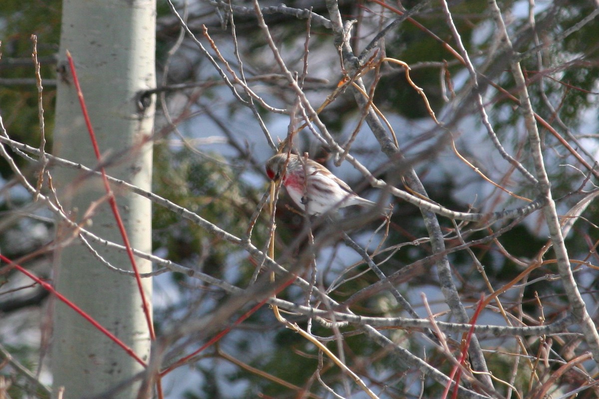 Common Redpoll - Daniel Weemhoff