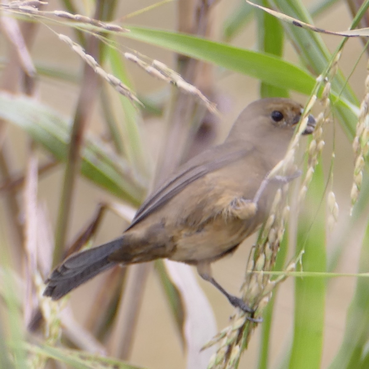 Variable Seedeater - Ulrike Schmölzer