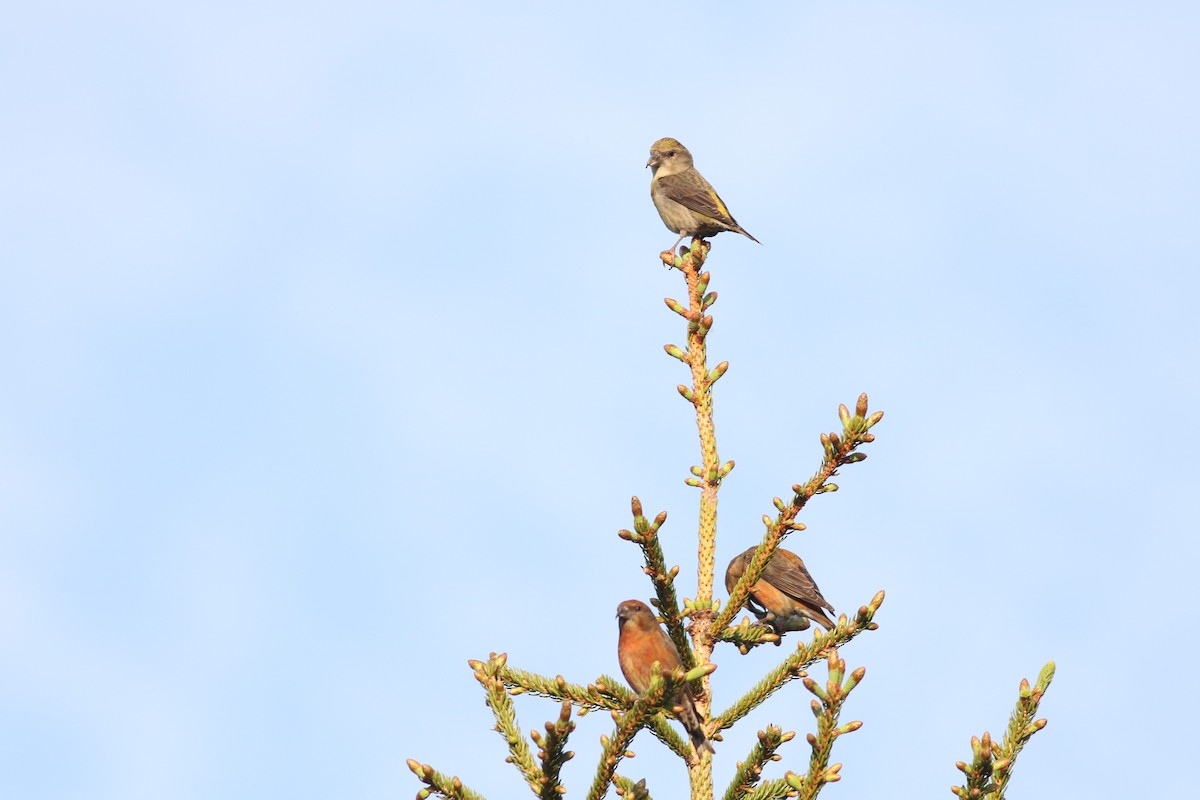 Red Crossbill - Lily Morello