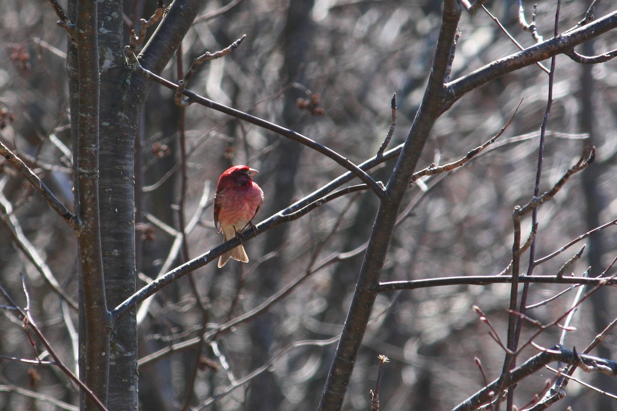 Purple Finch - Daniel Weemhoff