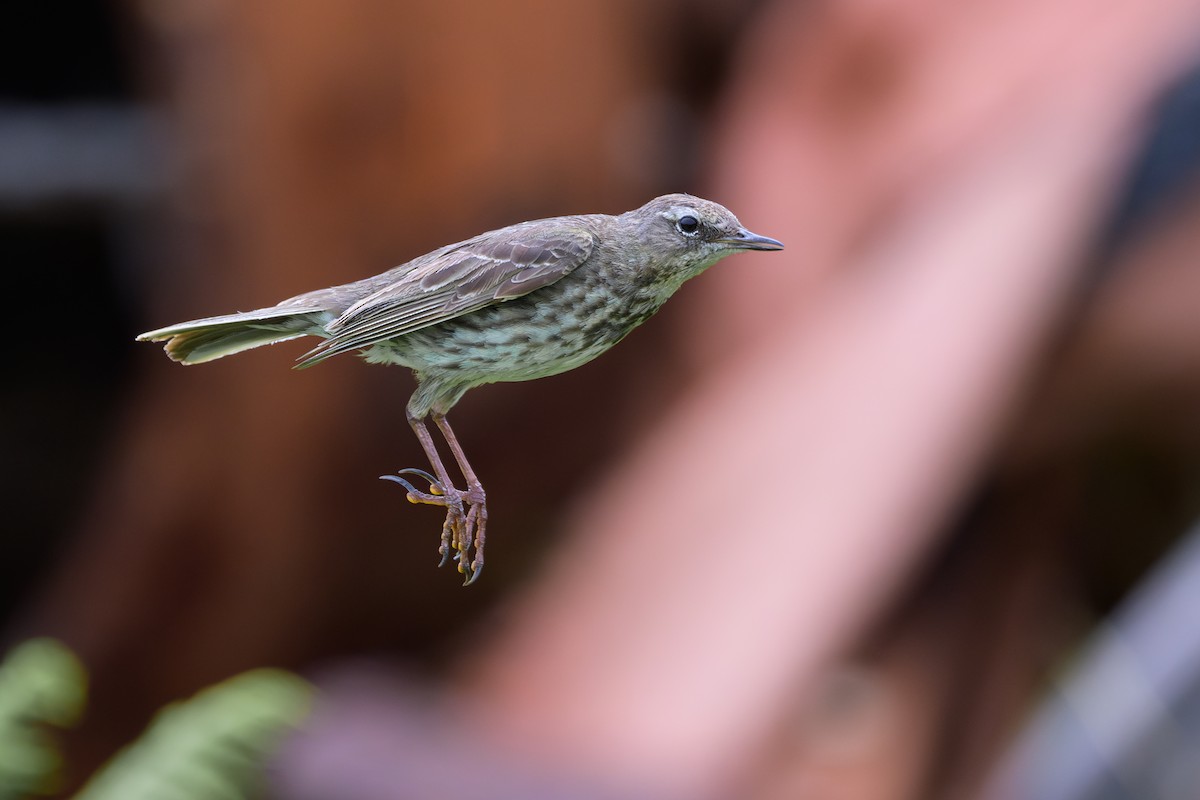 Rock Pipit - Sylvain Reyt