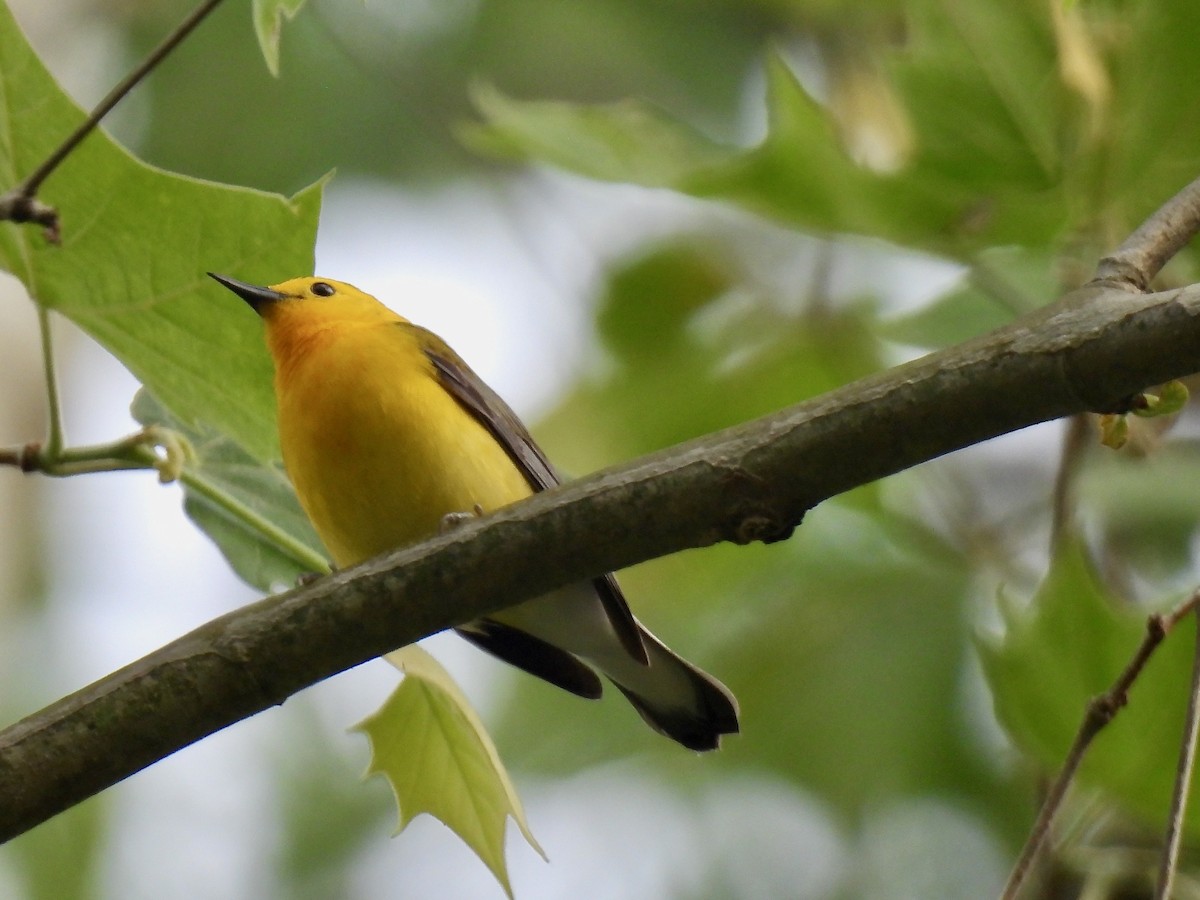 Prothonotary Warbler - Susan Cole