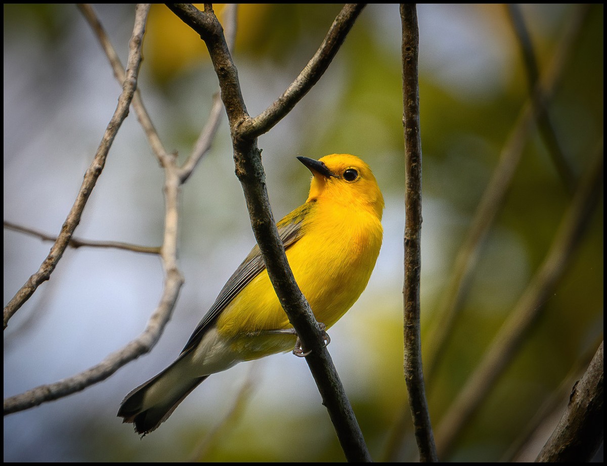 Prothonotary Warbler - ML619536787