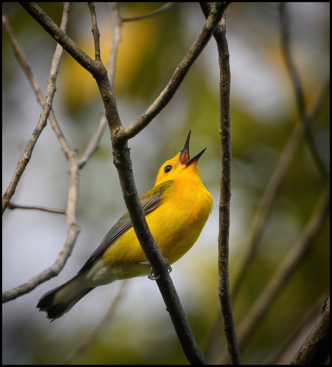 Prothonotary Warbler - ML619536788