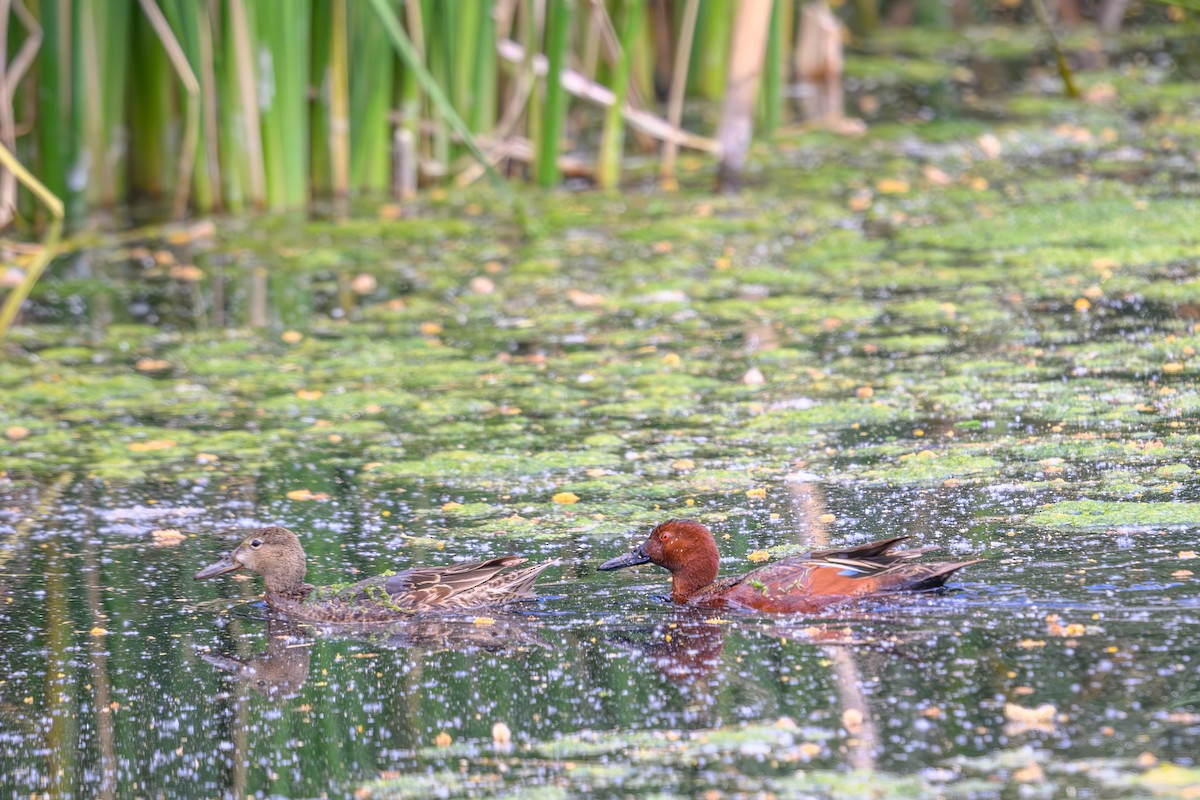 Cinnamon Teal - Joe Ventimiglia