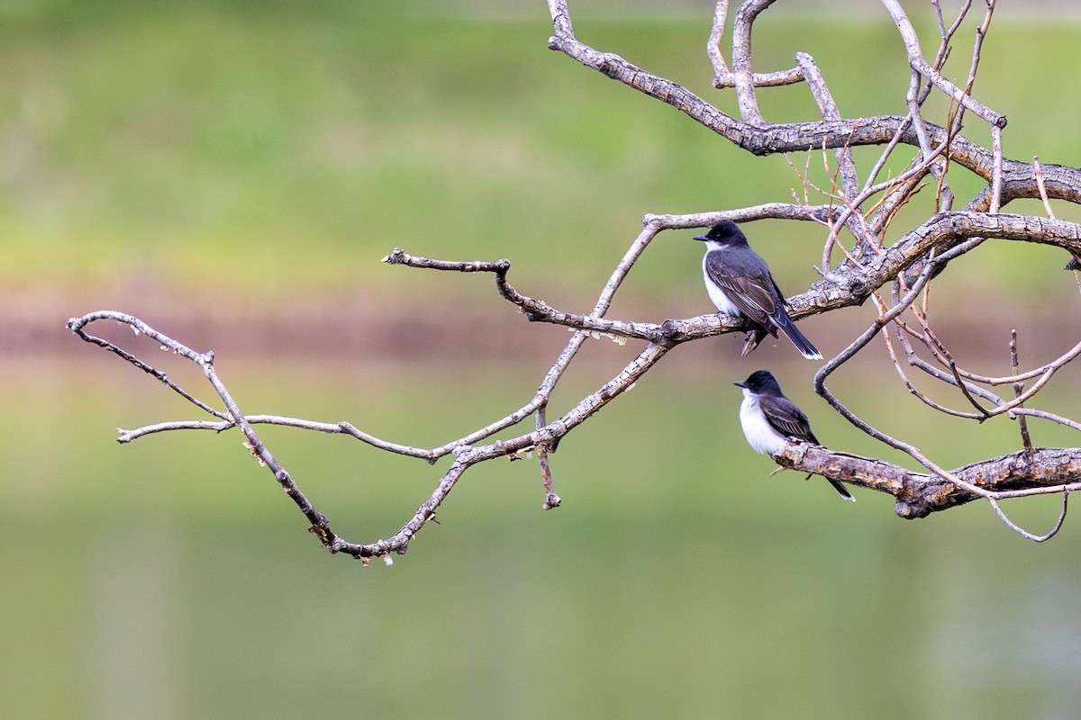 Eastern Kingbird - Andrew Hart