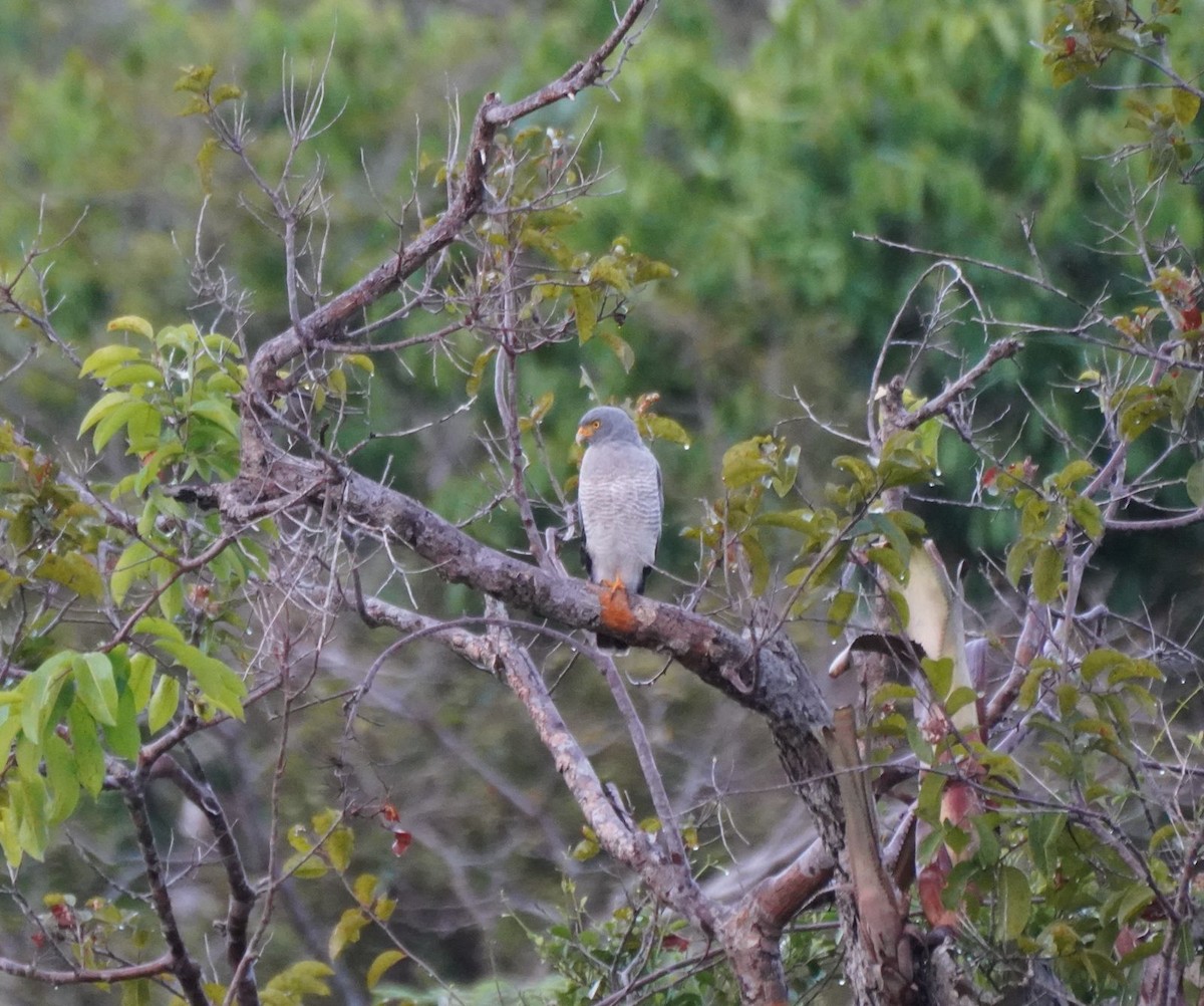 Roadside Hawk - Clare Sammells