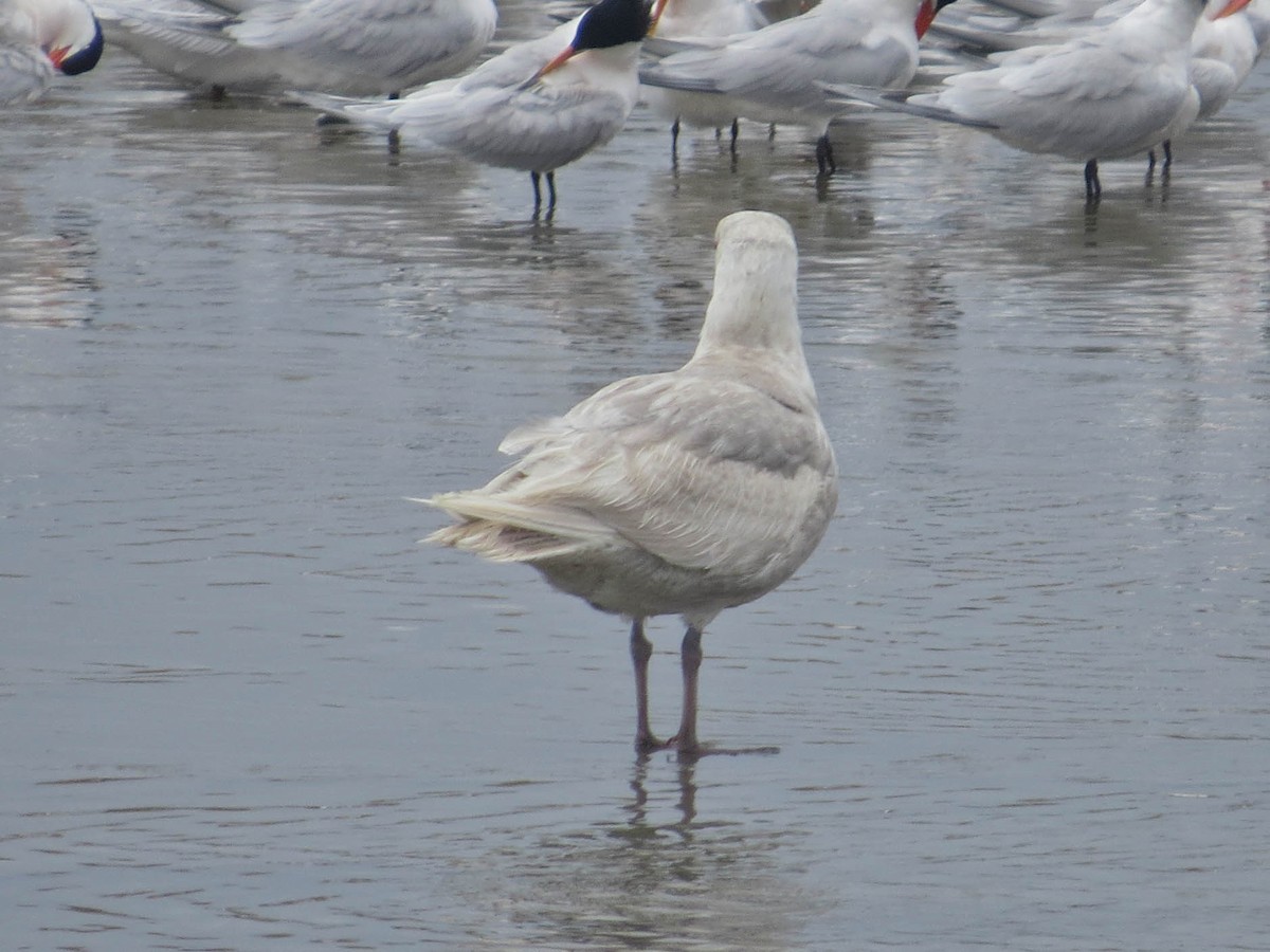 Glaucous-winged Gull - Jasmine Kay