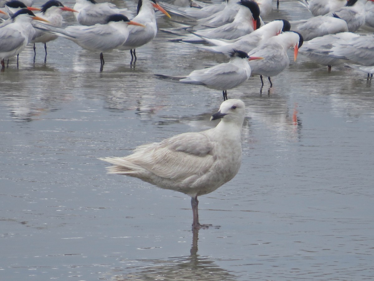 Glaucous-winged Gull - Jasmine Kay