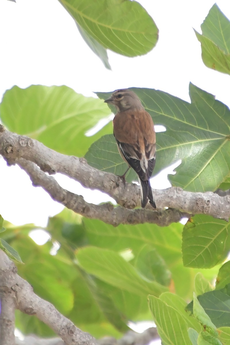 Eurasian Linnet - Eileen Gibney