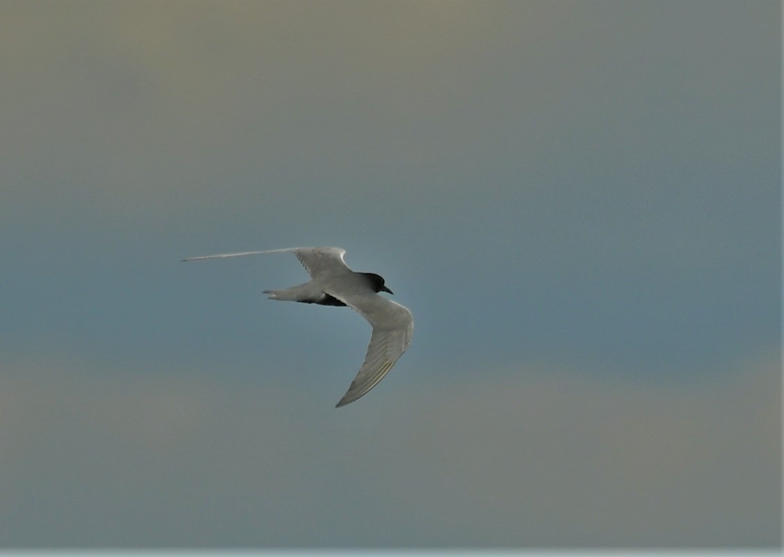 Black Tern - Marcia Suchy