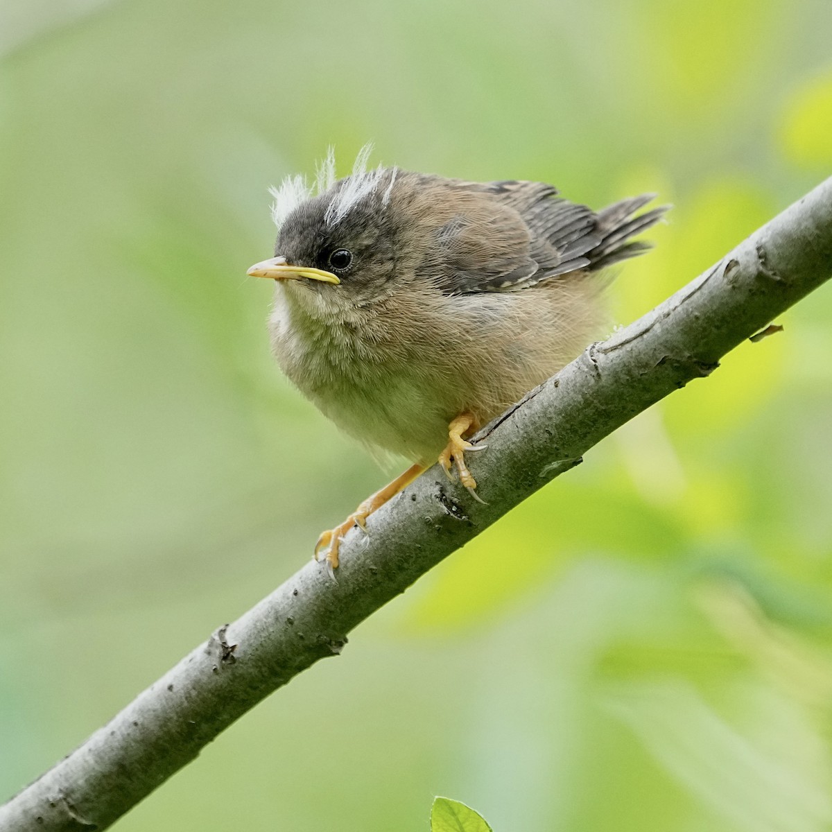 Marsh Wren - Christopher Carlson