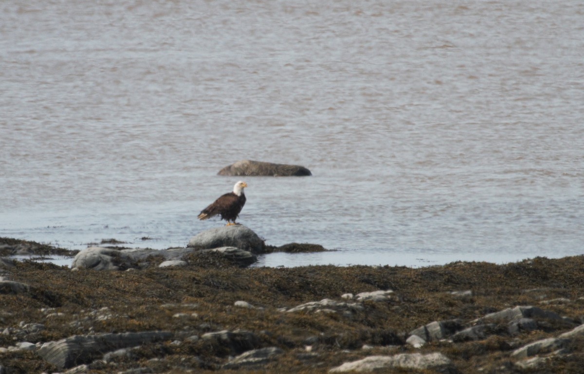 Bald Eagle - ML619536822