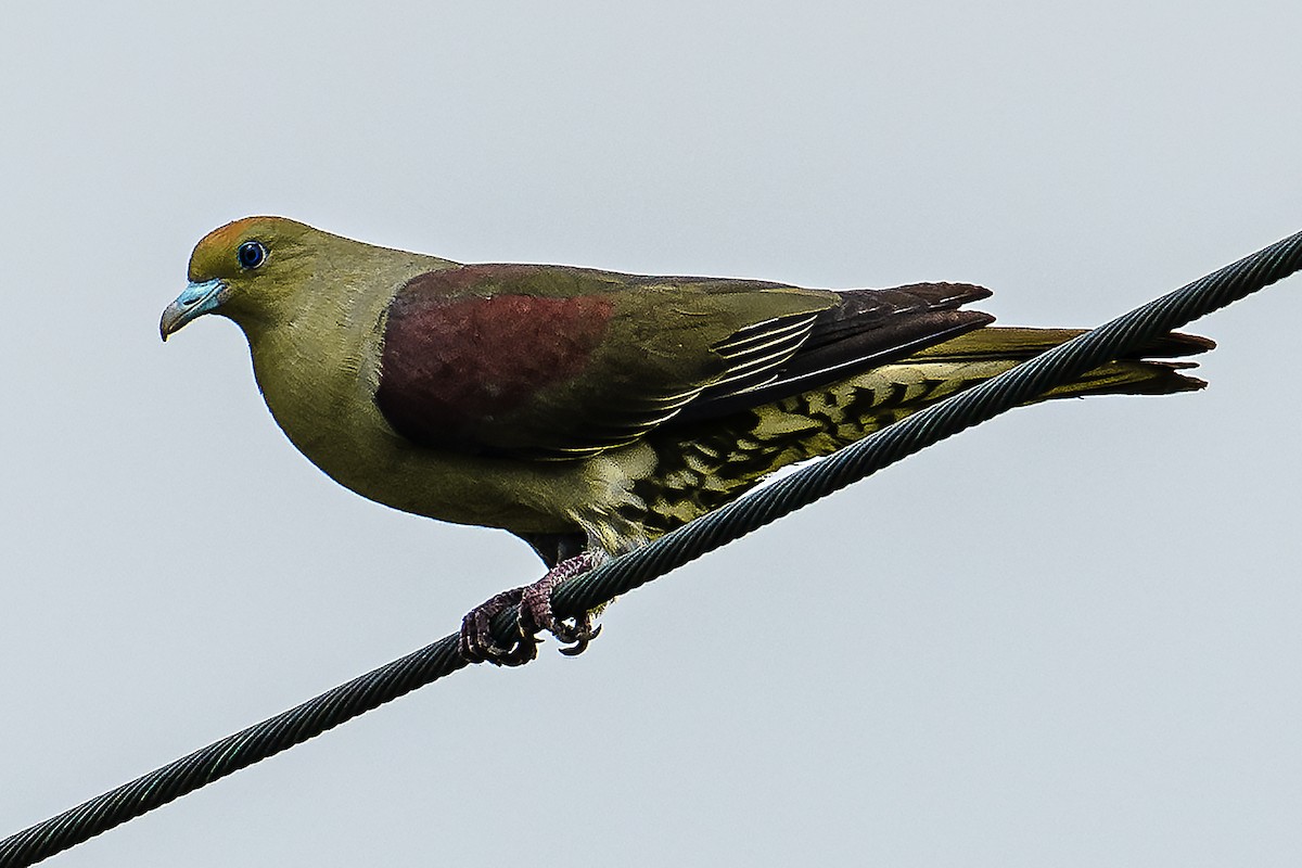 紅頭綠鳩(formosae/filipinus) - ML619536823