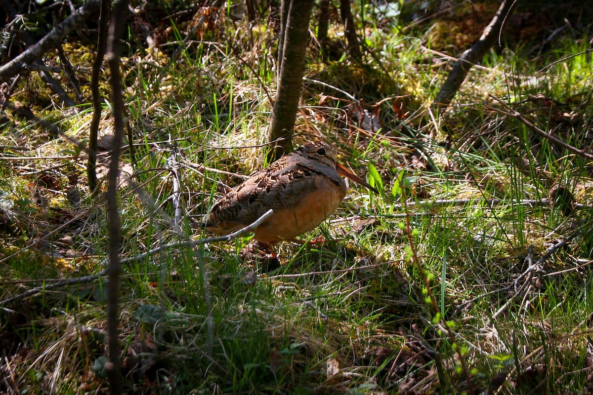 American Woodcock - Daniel Weemhoff