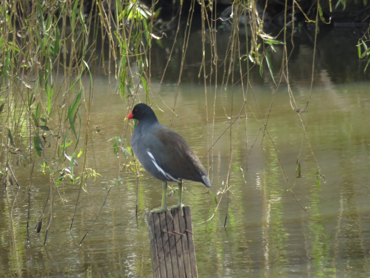 Common Gallinule - Letícia Matheus Baccarin