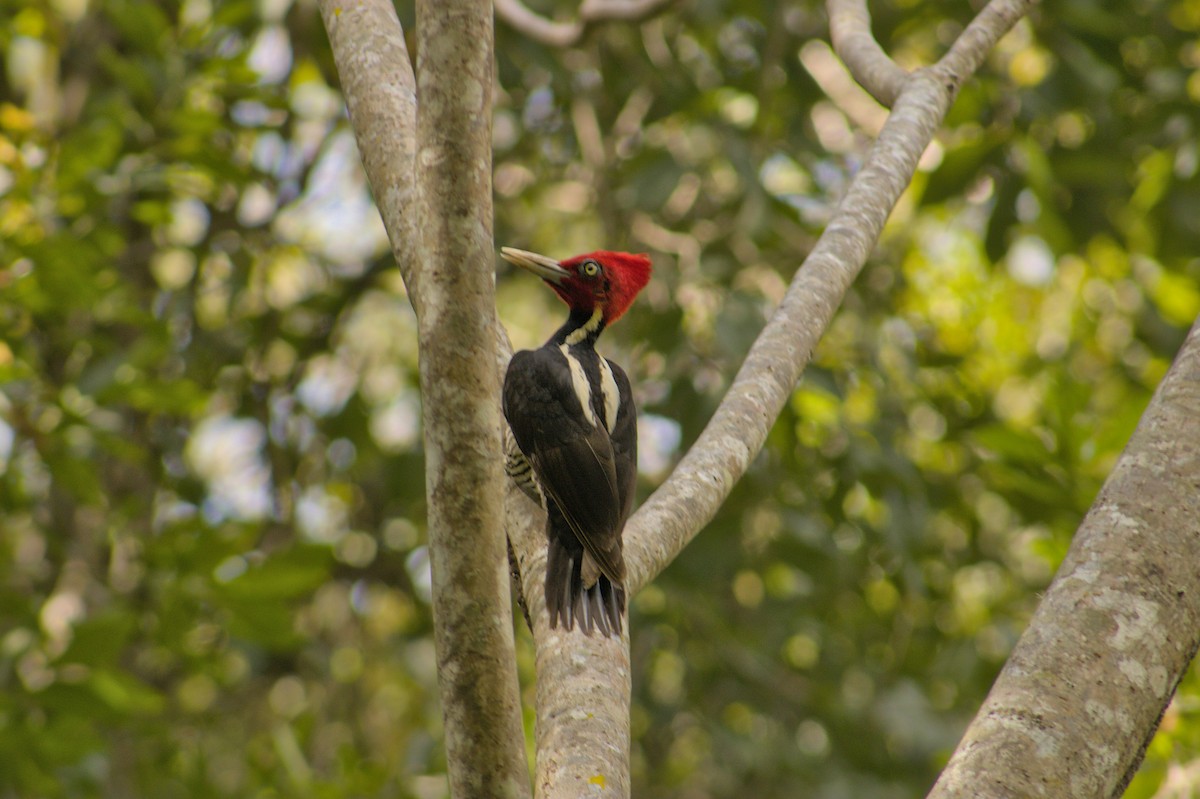 Pale-billed Woodpecker - Francisco J. Muñoz Nolasco